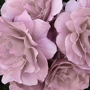 Meet your Posher, Esmeralda